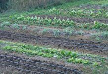 L’hort a l’hivern. Per Montse Escutia el huerto en invierno hort a l'hivern