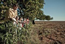 Más del 50% de la tierra productiva de América Latina está en manos de las grandes explotaciones desterrados