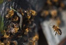 Insecticidas usados en Europa suponen mayor riesgo para las abejas y otras especies de lo que se pensaba insecticidas ue web