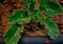 Kale: la col mágica kale