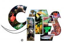 El Convenio Internacional CITES para la protección de la fauna y la flora en peligro sigue resultando insuficiente logocites enero17