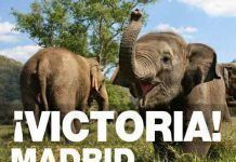 Los circos con animales salvajes ya no son bienvenidos en Madrid capital madrid librecircos
