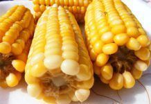 Serà nutritiu el blat de moro transgènic que produeix cadaverina i putrescina? Sera nutritivo el maiz transgenico que produce cadaverina y putrescina large