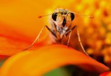No sólo la dosis hace el veneno: el descubrimiento que podría cambiar la legislación sobre pesticidas Toxicidad secuencia pesticidas 24 02