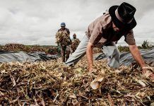 Los «750 estudios ignorados por las autoridades que evalúan los cultivos transgénicos» Transgenic crops ministerio brasileño