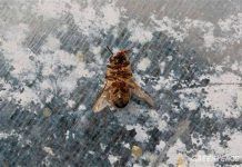 Millones de abejas muertas en Murcia debido al uso de plaguicidas abejas murcia pesticidas