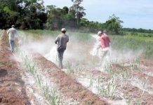 «La causa principal de cáncer son los alimentos con agroquímicos» alimentos con agroquímicos aliments amb agroquímics