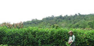Cacao agroforestry systems increase farmers’ income csm cacao agroforestry schneider monika c1092c09e4 The income per working day is roughly twice as high in the agroforestry systems compared to the monocultures – thanks to by-crops like bananas. (Photo: FiBL, Monika Schneider)