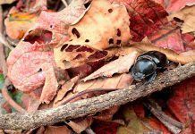 Cultivabio: Proteger y atraer fauna a nuestro jardín durante el invierno