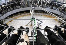 España planea abrir la mayor granja láctea industrial de Europa granja lactea industrial