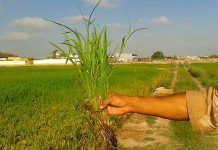 Piden los criterios elegidos para las (NO) ayudas a agricultores ecológicos la unio consejeria