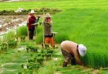 Arsènic en l’arròs, un perill per a la salut? Arsenico en el arroz un peligro para la salud