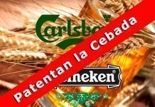 Heineken i Carlsberg patenten l’ordi Heineken y Carlsberg patentan la cebada como es posible patentar la vida
