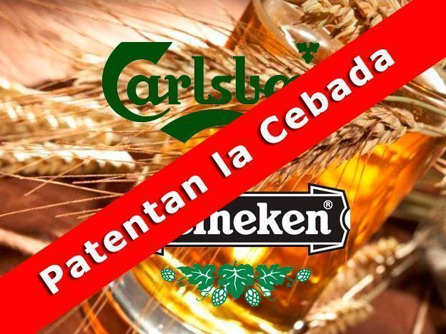 Heineken y Carlsberg patentan la cebada como es posible patentar la vida Heineken y Carlsberg patentan la cebada como es posible patentar la vida