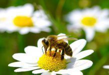 Las abejas de la miel están en peligro