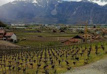 Suiza prolonga la prohibición al cultivo de transgénicos hasta 2021 ogm parlamento suizo