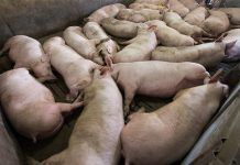 ¿Un país para cerdos? Nuevo informe desvela los impactos de la industria española del porcino pais para cerdos