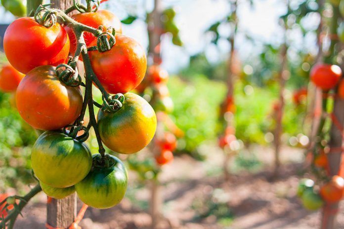 Publicada l'Estratègia per a la Producció Ecològica 2018-2020