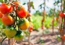 “Los cultivos ecológicos son más resistentes a la sequía que los convencionales” tomate historia alimentacion cultivos ecológicos Publicada la Estrategia para la Producción Ecológica 2018-2020