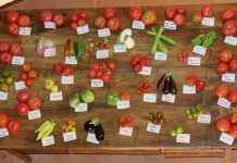 Una huerta llena de sabores y de variedades tradicionales Muestra variedades locales RSA