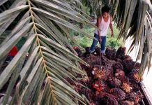 Aceite de Palma, un producto barato pero exterminador aceite palma Efeverde