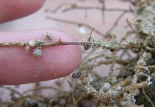 Cultiva Bio: Microorganismes del sòl, els nostres aliats per a la salut de les plantes. Per Montse Escutia