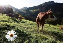 Vrai. Yogures pioneros en alimentación ecológica Vrai Pioners en alimentació ecològica