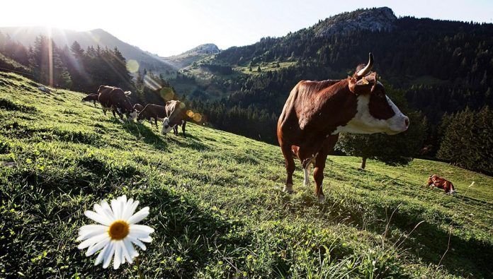 Vrai Pioners en alimentació ecològica