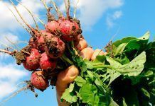 «La agricultura ecológica, la mejor forma de alimentar al mundo» Agricultura ecológica agricultura ecològica Member states must set out concrete solutions to deliver an ambitious CAP reform Els Estats Membres han establir solucions concretes per aplicar una ambiciosa reforma de la PAC