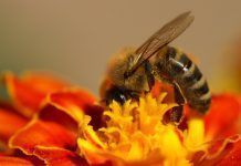 11 cosas que puedes hacer para ayudar a las abejas Ayudar a las abejas Ajudar les abelles