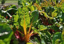 El plan de cinco puntos de Dinamarca para que todos sus alimentos sean ecológicos en 2020 La cantidad de cultivos dedicados a la producción ecológica crece un 70% en 10 años en Europa Dinamarca Ecológica Dinamarca Ecològica 100% ecològica