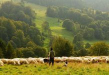 La agroecología aumenta las cosechas y protege el entorno Agroecología agroecologia La FAO reconoce la contribución de la Agroecología en establecer sistemas alimentarios sostenibles