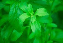 La stevia en hoja ya es legal en toda Europa Stevia en hoja estèvia en fulla