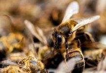 ¿A qué esperamos para prohibir de una vez por todas los neonicotinoides? Pesticidas Neonicotinoides