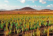 La dolça saba de la fructífera Atzavara Agave Atzavara