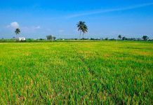 Eco-schemes in the new Common Agricultural Policy (CAP) can maximise environmental and climate benefits Eco-schemes in the new Common Agricultural Policy (CAP) can maximise environmental and climate benefits