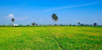 Eco-schemes in the new Common Agricultural Policy (CAP) can maximise environmental and climate benefits Eco-schemes in the new Common Agricultural Policy (CAP) can maximise environmental and climate benefits