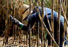 Se aprueba la primera variedad comercial de caña de azúcar transgénica caña de azúcar transgénica - canya de sucre transgènica