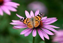 Plantes medicinals: l’equinàcia Equinácea Equinàcia