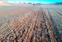 Tillage without using a plough: beneficial for soil and climate Laboreo sin arado tillage llaurar