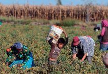 98 milions de menors pateixen explotació laboral infantil a l’agricultura Explotación laboral infantil - Explotació laboral infantil