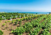 Cultiva Bio: El agua de mar en la agricultura Agua de mar agricultura aigua de mar agricultura