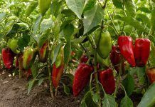 Història del Pebrot: Les joies americanes en el patrimoni culinari mediterrani Historia del pimiento història del pebrot alimentacion ecologica alimentación ecológica alimentació ecològica
