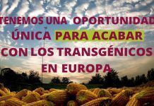 Todo lo que necesitas saber sobre la autorización de cultivos transgénicos en 60 segundos