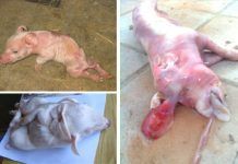 Dinamarca: se relaciona la soja transgénica con daños en la cría del cerdo Soja transgénica cerdos