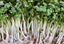 Los brotes de brócoli desintoxican el organismo de manera más eficiente Brotes de brócoli
