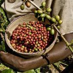 Sustainable product market continues to expand