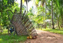 Sri Lanka: la isla de los cocos ecológicos Sri Lanka: la isla de los cocos ecológicos cocos ecològics