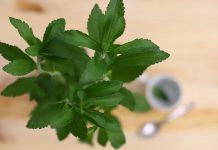 Es permet la STEVIA només com a infusió Permitida la stevia solo como infusión es permet la stevia