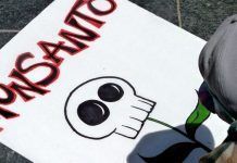 Monsanto va seguir venent químics prohibits encara que sabia que eren perjudicials per a la salut Monsanto químicos prohibidos Monsanto químics prohibits